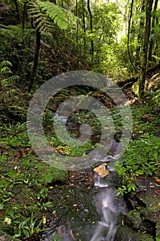 Springbrook National Park