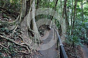 Springbrook National Park - Queensland Australia