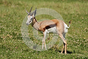 Springbuck Antelope