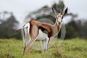 Springbuck Antelope