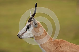 Springbuck Antelope Portrait