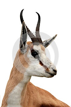 Springbuck Antelope Portrait