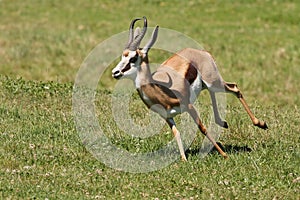 Springbuck Antelope Running