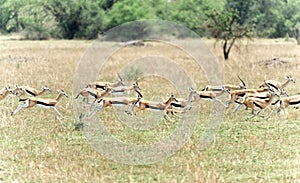 Springbuck Antelope Running