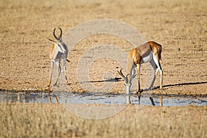 Springbuck congregating around a waterhole in the Kalahari desert