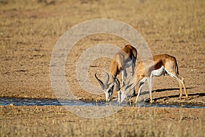 Springbuck congregating around a waterhole in the Kalahari desert