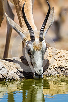 Springbuck congregating around a waterhole in the Kalahari desert