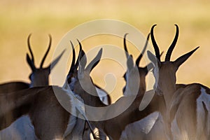 Springbuck congregating around a waterhole in the Kalahari desert