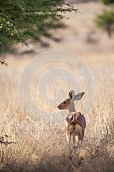 Springbuck congregating around a waterhole in the Kalahari desert