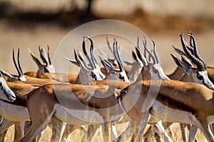 Springbuck congregating around a waterhole in the Kalahari desert