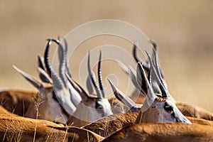 Springbuck congregating around a waterhole in the Kalahari desert