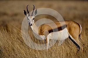 Springbuck female, Namibia