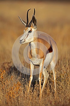 Springbuck female in soft morning light