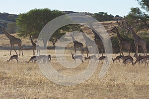 Springbuck and Giraffe