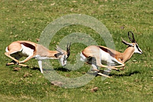 Springbuck Male Aggression