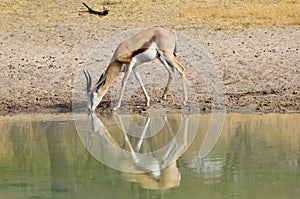 Springbuck - Reflection of Mother