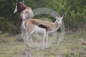 Springbuck juhoafrická antilopa