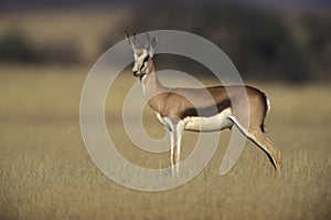 Springbuck or Springbok, Antidorcas marsupialis photo