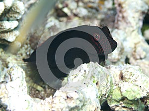 Springer's blenny