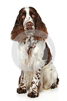 Springer Spaniel