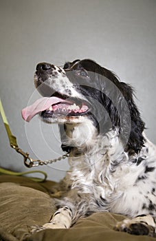 Springer Spaniel