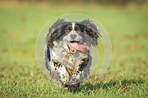 Springer Spaniel Dog