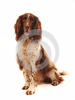 Springer Spaniel dog sitting down