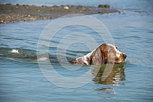 Springer Spaniel dog is swimming in water