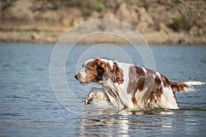 Springer Spaniel is going for ball in the water.