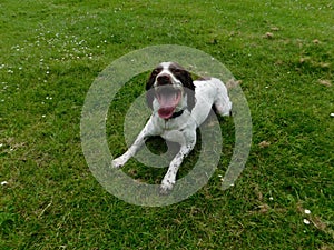 Springer Spaniel lay in grass on a summers day.