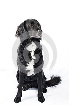 Springer spaniel Mudi dog Isolated on White