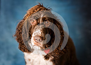 Springer spaniel portrait