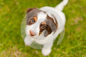 Springer Spaniel Pup