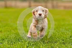 Springer Spaniel Pup