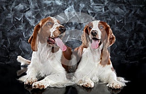 Springer Spaniel puppies on gray background