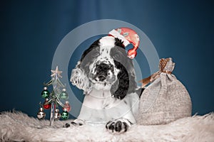 Springer Spaniel puppies. 3 months. New year`s interior.