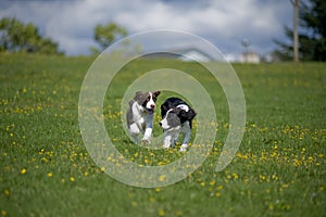 Springer Spaniel Puppies Play in a Field