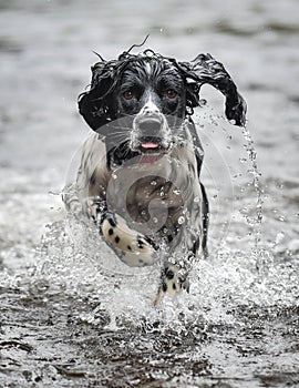 Springer spaniel in the river