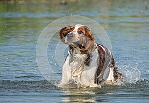 Springer Spaniel is running in the water.