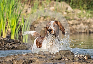 Springer Spaniel is running in the water.