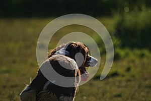 Springer Spaniel Walk