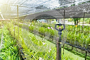 Springer watering in the orchid farm at Thailand.