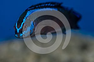 Springeri Dottyback