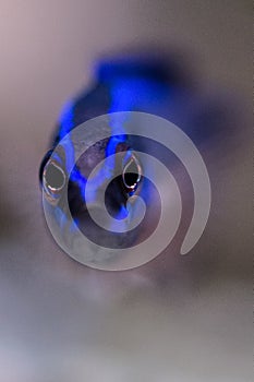 Springeri Dottyback Macro