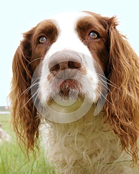 The springers nose