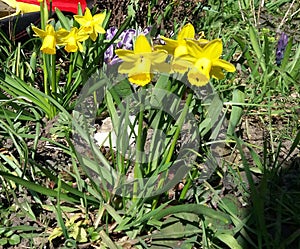 Springflowers