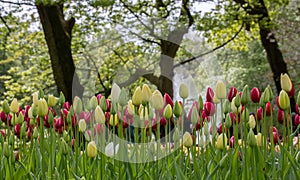 Springflowers in the dutch keukenhof