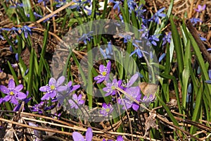 Springflowers in a flower bed