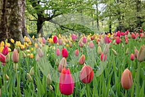 Springflowes in the dutch keukenhof