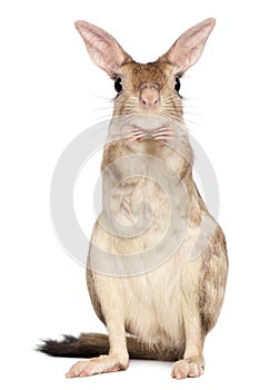 Springhare, Pedetes capensis, standing in front of white background